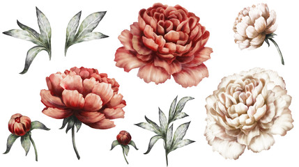 Set vintage watercolor elements of red and white peonies, collection garden flowers, leaves, illustration isolated on white background. bud and leaf, peony - obrazy, fototapety, plakaty