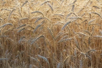 Fototapeta premium wheat field
