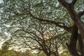 Forest big Tree with sun light in public park
