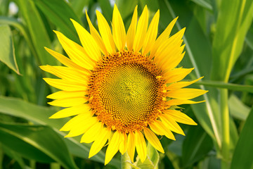 Obraz premium Sunflower on a green background.