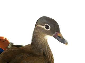 portrait femalie duck