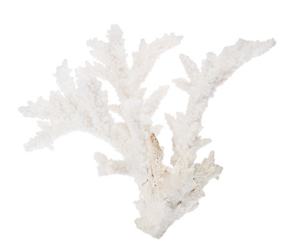 medium white isolated coral isolated branch