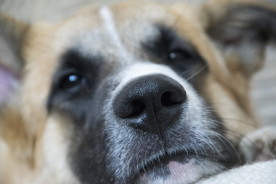 Fototapeta Jethro