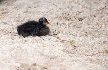 Blässhuhn - Küken (Fulica atra) sitzt auf Sandstrand am Ufer des Schweriner Sees,...