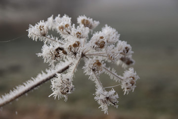 Eisblume Makro Fotografie