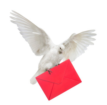isolated dove carrying red envelope