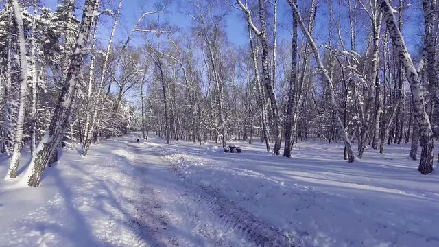 Flying into the wood between the trees strains in winter