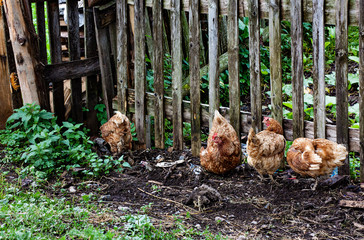 Hens sitting together near the wooden fence