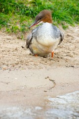 Gänsesäger (Mergus merganser merganser) am Sandstrand, Schweriner See, Mecklenburg-Vorpommern, Deutschland