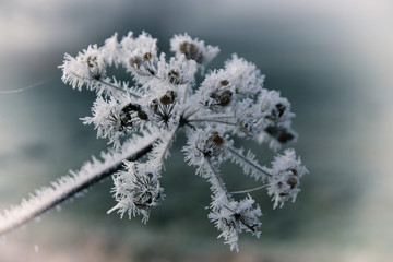 Eisblume, Winterlandschaft, Nahaufnahme 