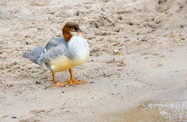 Gänsesäger (Mergus merganser merganser), Jungvogel steht am Sandstrand, Schweriner See, Mecklenburg-Vorpommern, Deutschland