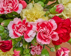 colorful carnation flowers closeup