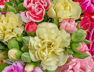 colorful carnation flowers closeup
