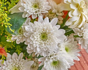 white chrysanthemum flowers closeup