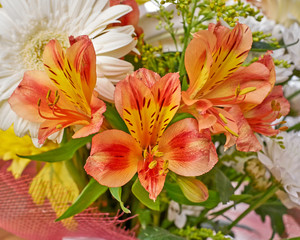 orange freesia flowers bunch closeup