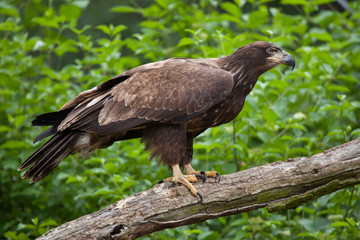 Female bald eagle (Haliaeetus leucocephalus).