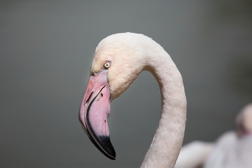 Greater flamingo (Phoenicopterus roseus).