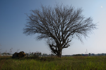 .Dead trees dry Lawn vast walls. And a cement mixer crash set as