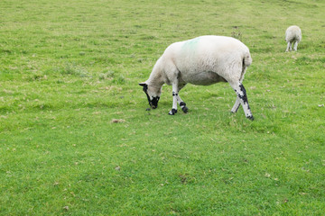 Ein Shropshire Schaf auf einer englischen Wiese