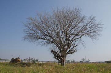 .Dead trees dry Lawn vast walls. And a cement mixer crash set as