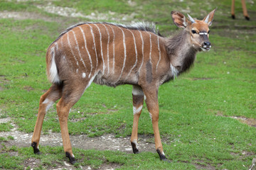 Nyala (Tragelaphus angasii).