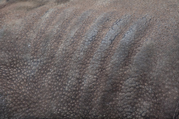Obraz premium Indian rhinoceros (Rhinoceros unicornis). Skin texture