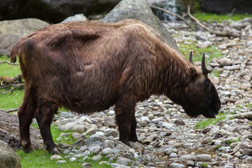 Fototapeta premium Mishmi takin (Budorcas taxicolor taxicolor)