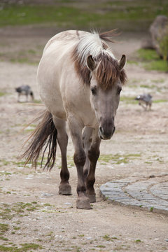 Heck horse (Equus ferus caballus)
