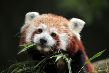 Roter Panda (Ailurus fulgens).