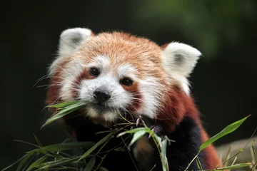 Abwaschbare Fototapete Panda Roter Panda (Ailurus fulgens).