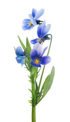 four isolated pansy blue blooms on stem
