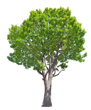 large old green isolated oak tree
