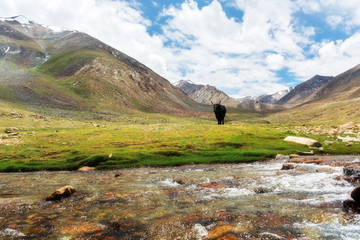 Yak with natural landscape