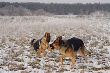 German Shepherds in the snow