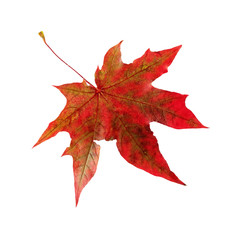 .Autumn red maple leaf. Isolated on white background.