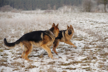 German Shepherds in the snow