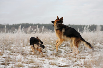 German Shepherds in the snow