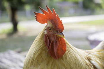 The face side of the Rooster