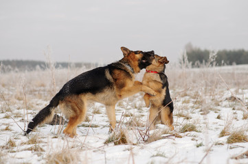 Fototapeta na wymiar German Shepherds in the snow