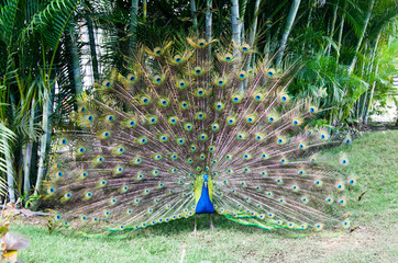 Obraz premium peacock