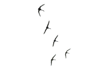 Flying birds isolated on the white background