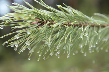 Naklejka na ściany i meble Pine branch with drops. Nature forest background. Frozen drops.