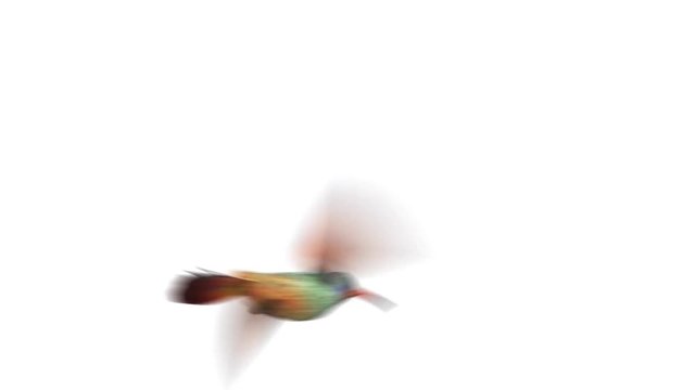 Humming bird, four 3d animations. see more in my portfolio