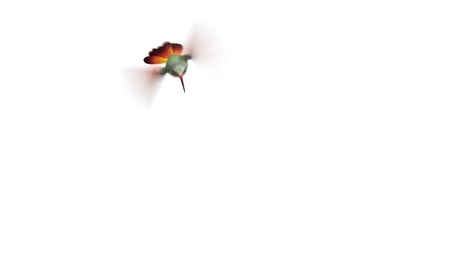 Humming bird, four 3d animations. see more in my portfolio