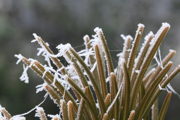 Frostige Natur in Niedersachsen