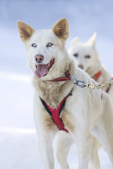Chien de traineau