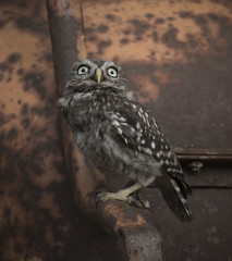Little Owl