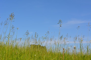 high green grass field against the blue sky, nature, background, landscape, summer