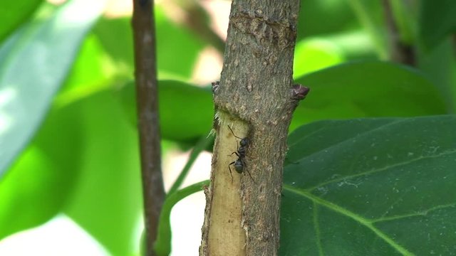 Eine Ameise saugt an der saftigen Rinde eine Jasminstrauches (Nahaufnahme)