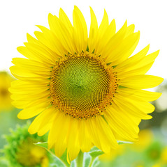 Obraz premium Sunflowers,Sunflowers blooming against a bright sky,Sunflowers,S
